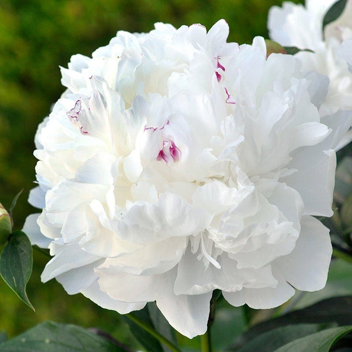 Fragrant Peony Collection|Festiva Maxima Peony