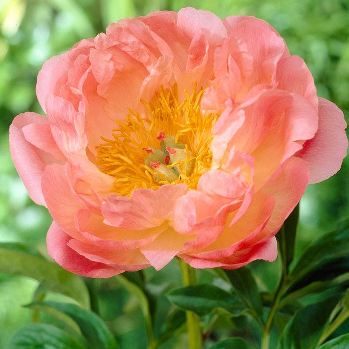 Fragrant Peony Collection|Pink Hawaiian Coral Peony