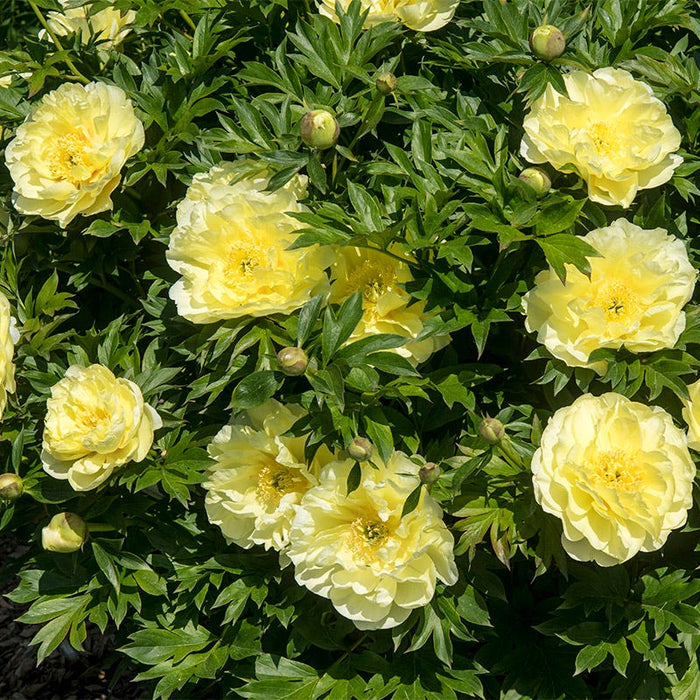 Fragrant Peony Collection|Bartzella Itoh Peony