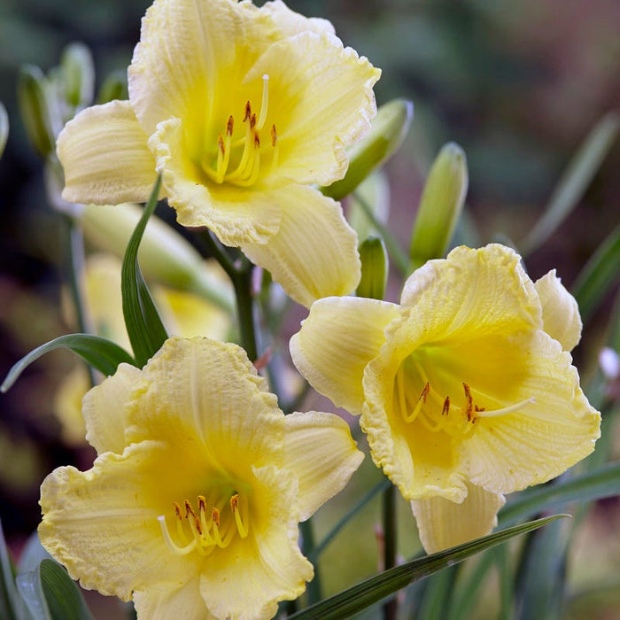 Fragrant Returns Daylily|Fragrant Returns Daylily, Close up of Yellow Daylily Flower