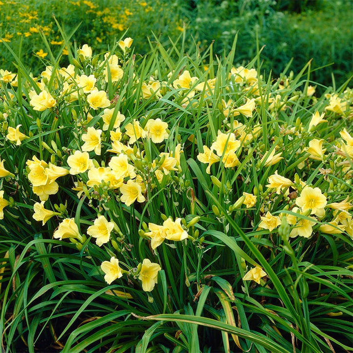 Fragrant Returns Daylily|Fragrant Returns Daylily with Yellow Blooms in Perennial Garden