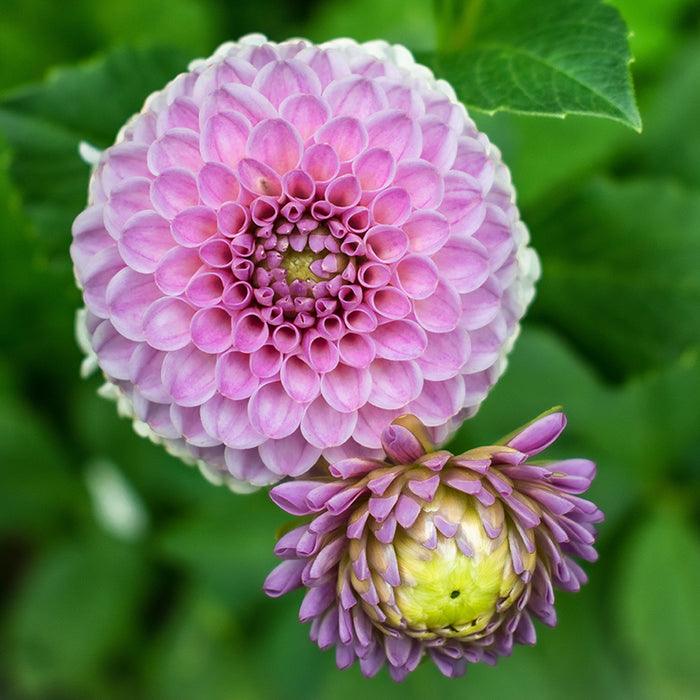Franz Kafka Pompon Dahlia