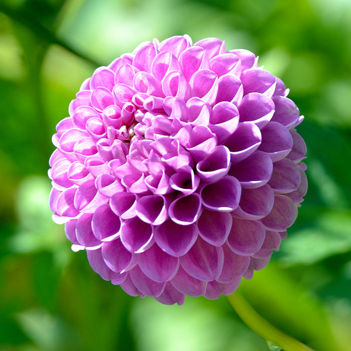 Franz Kafka Pompon Dahlia