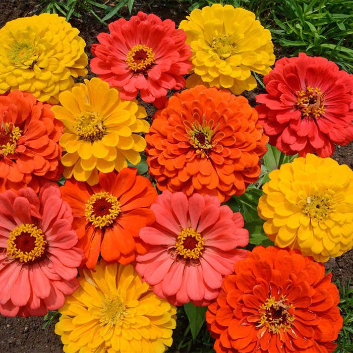 Fruity Beauty Zinnia Seed Mix|Fruity Beauty Zinnia Seed Mix
