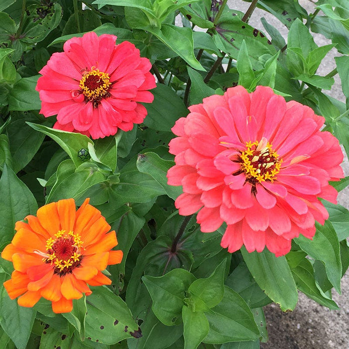 Fruity Beauty Zinnia Seed Mix|Fruity Beauty Zinnia Seed Mix