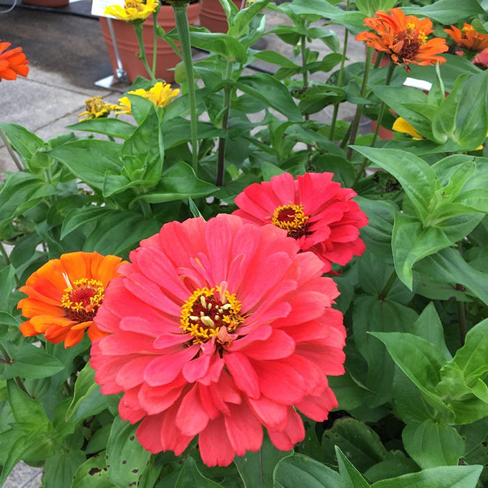Fruity Beauty Zinnia Seed Mix|Fruity Beauty Zinnia Seed Mix