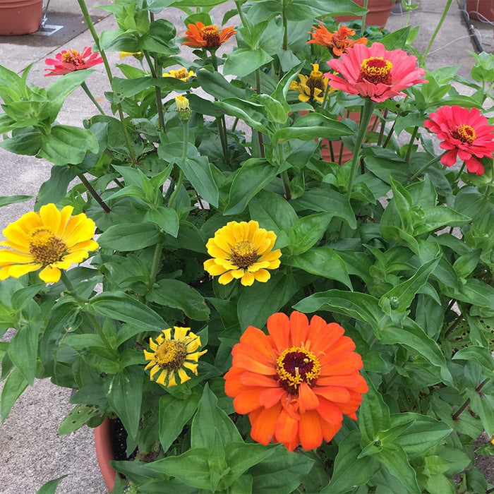 Fruity Beauty Zinnia Seed Mix|Fruity Beauty Zinnia Seed Mix