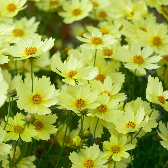 Full Moon Coreopsis