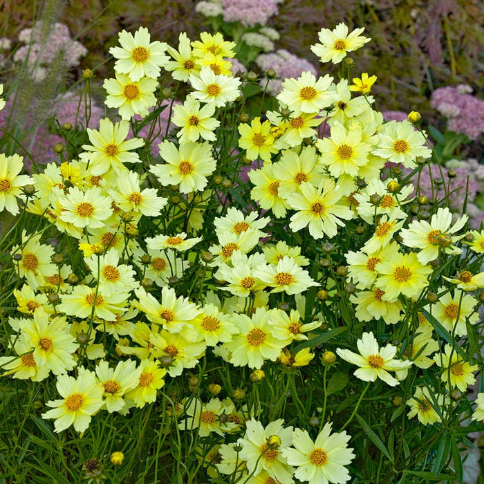 Full Moon Coreopsis|Coreopsis Full Moon