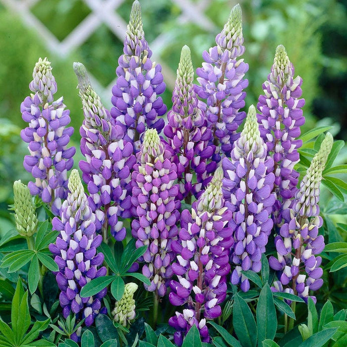Gallery Blue Lupine|Lupine Gallery Blue, Lupinus