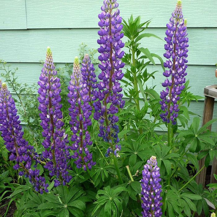 Gallery Blue Lupine|Lupine Gallery Blue, Lupinus