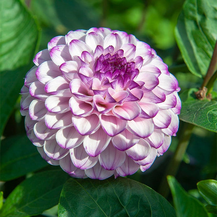 Genova Ball Dahlia|Purple Genova Ball Dahlia, Ball Dahlia Genova