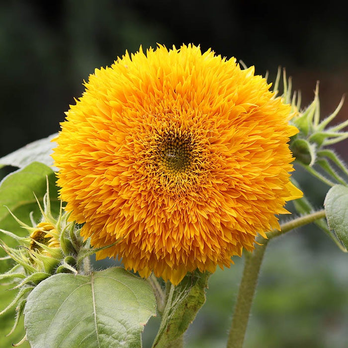 Giant Teddy Bear Sunflower Seeds|Sunflower Seeds Giant Teddy Bear, Helianthus annus Giant Teddy Bear