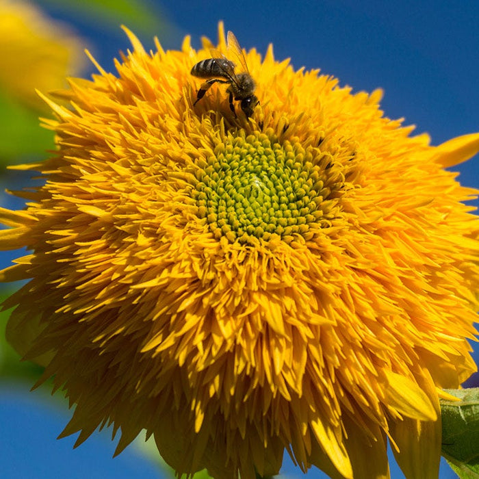 Giant Teddy Bear Sunflower Seeds|Sunflower Seeds Giant Teddy Bear, Helianthus annus Giant Teddy Bear