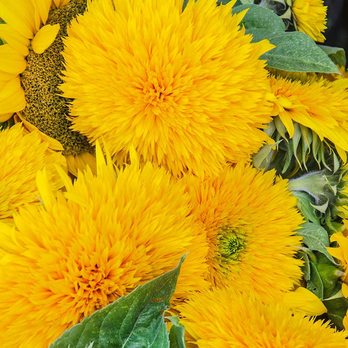 Giant Teddy Bear Sunflower Seeds|Sunflower Seeds Giant Teddy Bear, Helianthus annus Giant Teddy Bear