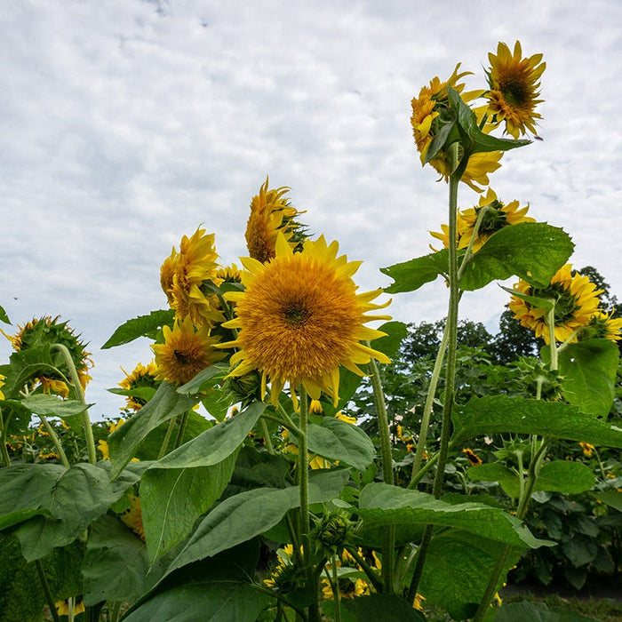 Giant Teddy Bear Sunflower Seeds|Sunflower Seeds Giant Teddy Bear, Helianthus annus Giant Teddy Bear