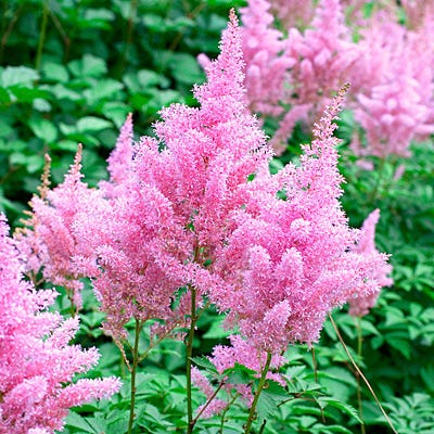 Gloria Astilbe