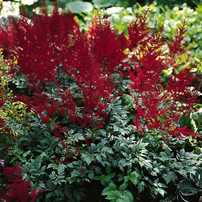 Glow Astilbe|Dark Red Astilbe Glow, Photo Credit Walters Gardens Inc
