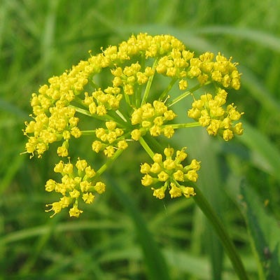 Golden Alexander Seeds