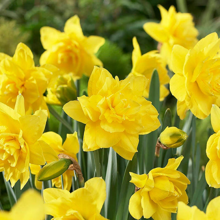 Golden Ducat Double Daffodil|Yellow Double Daffodil Bulbs Golden Ducat, Narcissus, Double Flowering Daffodils