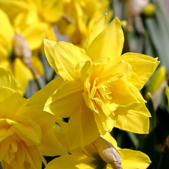 Golden Ducat Double Daffodil|Yellow Double Daffodil Bulbs Golden Ducat, Narcissus, Double Flowering Daffodils