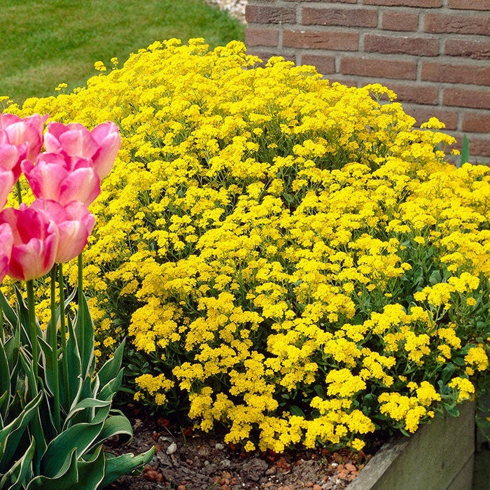 Golden Spring Alyssum|Alyssum Gold Spring, Alyssum wulfenianumc