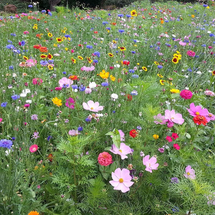 Golf Course Quick Color Wildflower Seed Mix|Golf Course Quick Color Wildflower Seed Mix