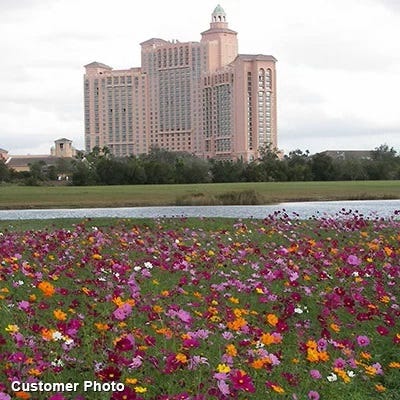Golf Course Quick Color Wildflower Seed Mix|Golf Course Quick Color Wildflower Seed Mix