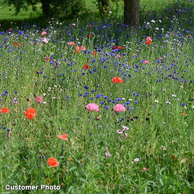 Golf Course Quick Color Wildflower Seed Mix|Golf Course Quick Color Wildflower Seed Mix