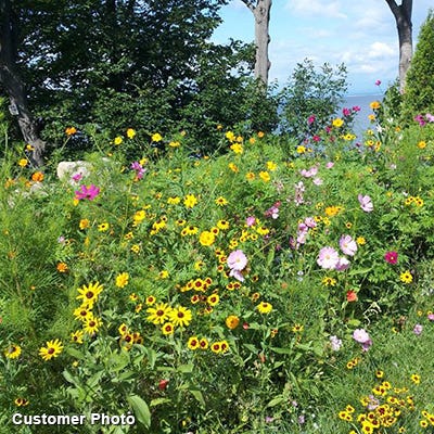 Golf Course Quick Color Wildflower Seed Mix|Golf Course Quick Color Wildflower Seed Mix