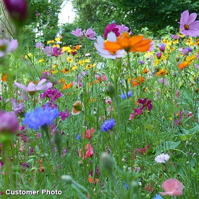 Golf Course Quick Color Wildflower Seed Mix|Golf Course Quick Color Wildflower Seed Mix