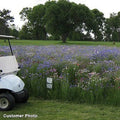 Golf Course Sustainability Wildflower Seed Mix|Golf Course Sustainability Wildflower Seed Mix