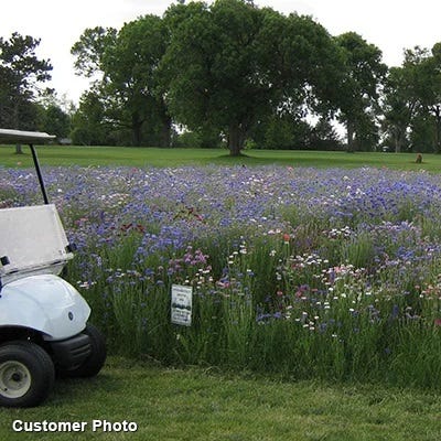 Golf Course Sustainability Wildflower Seed Mix|Golf Course Sustainability Wildflower Seed Mix