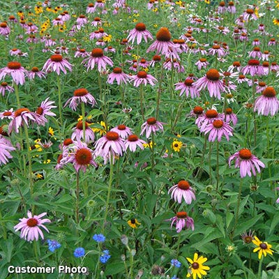 Golf Course Sustainability Wildflower Seed Mix|Golf Course Sustainability Wildflower Seed Mix