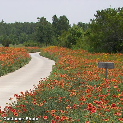 Golf Course Sustainability Wildflower Seed Mix|Golf Course Sustainability Wildflower Seed Mix