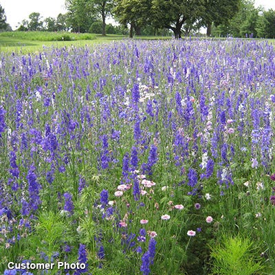 Golf Course Sustainability Wildflower Seed Mix|Golf Course Sustainability Wildflower Seed Mix