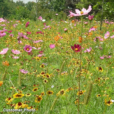 Golf Course Sustainability Wildflower Seed Mix|Golf Course Sustainability Wildflower Seed Mix