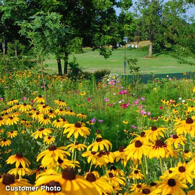 Golf Course Sustainability Wildflower Seed Mix|Golf Course Sustainability Wildflower Seed Mix
