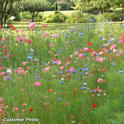 Golf Course Sustainability Wildflower Seed Mix|Golf Course Sustainability Wildflower Seed Mix