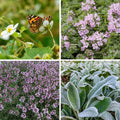 Good Feelings Tapestry Lawn Plant Collection
