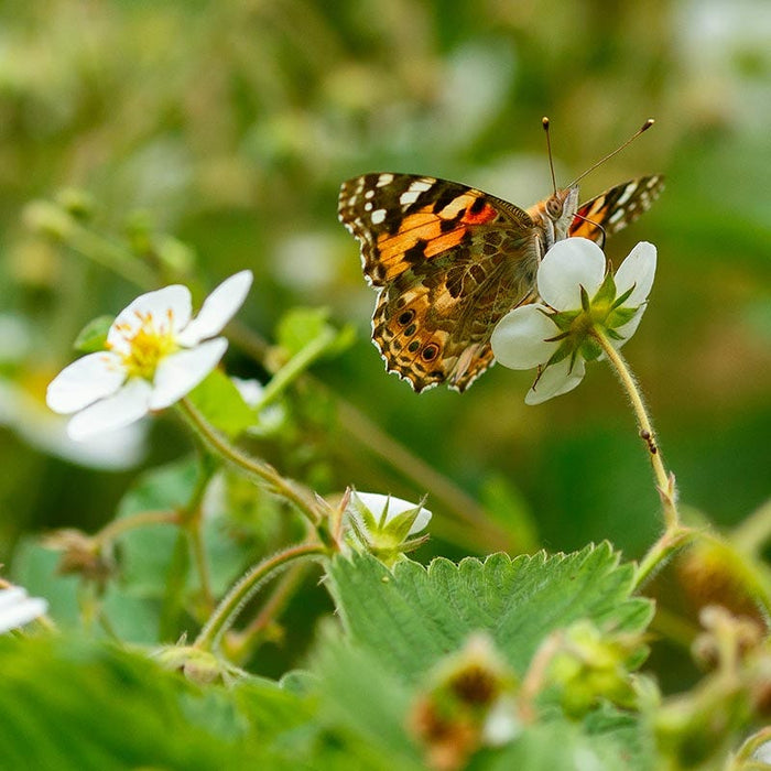 Good Feelings Tapestry Lawn Plant Collection|Wild Strawberry