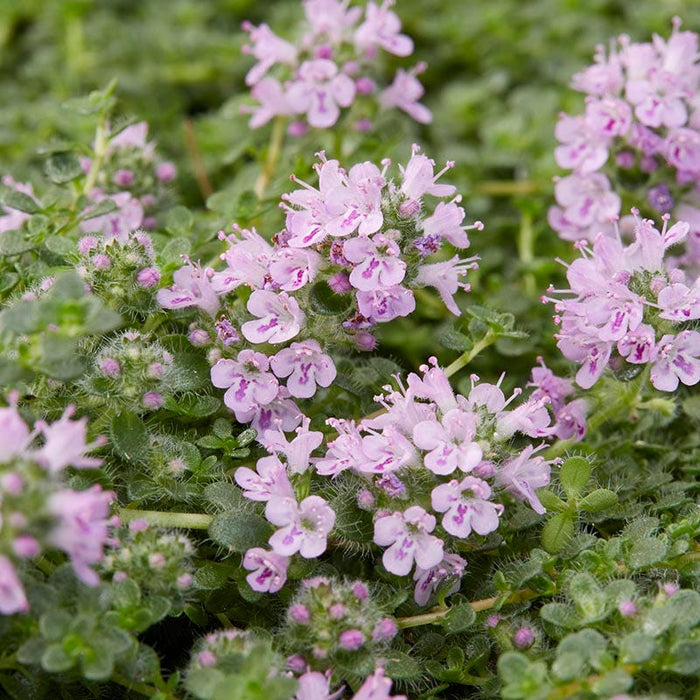 Elfin Creeping Thyme