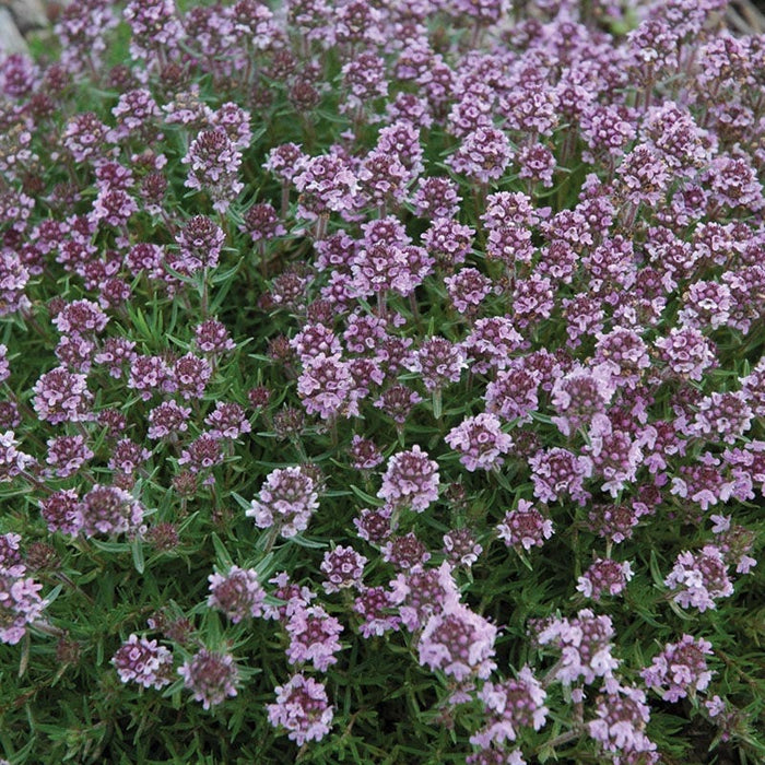 Good Feelings Tapestry Lawn Plant Collection|Spicy Orange Creeping Thyme
