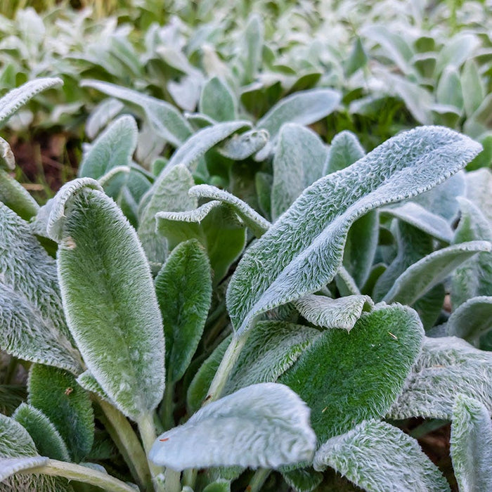 Silver Carpet Lambs Ear|Silver Carpet Lamb's Ear, Stachys byzantina Silver Carpet