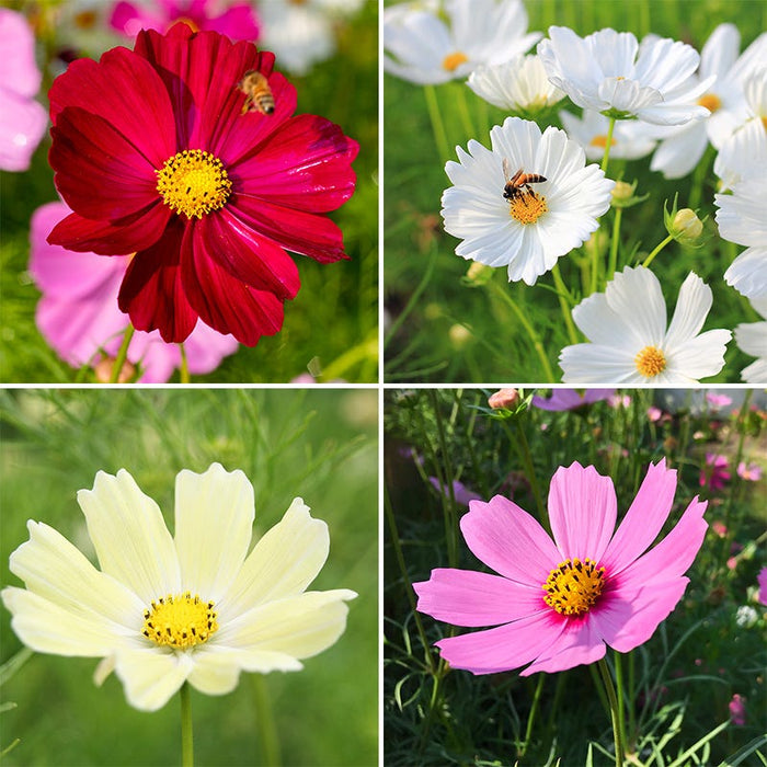Good Karma Cosmos Seed Collection|Good Karma Cosmos Seed Collection
