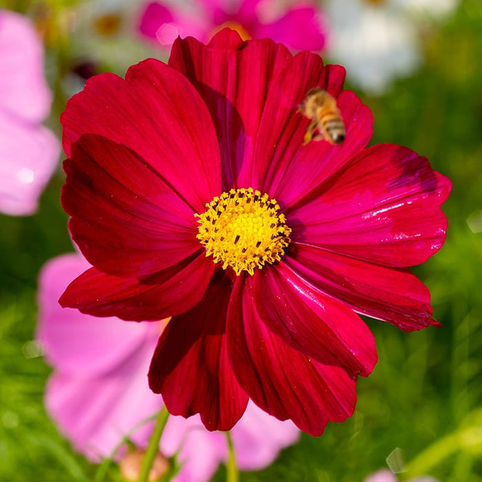 Good Karma Cosmos Seed Collection|Cosmos Dazzler