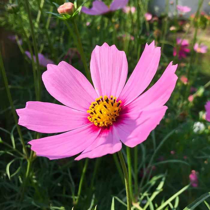 Good Karma Cosmos Seed Collection|Cosmos Gloria