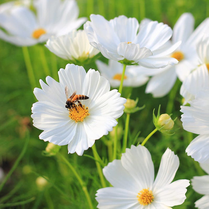 Good Karma Cosmos Seed Collection|Cosmos Purity