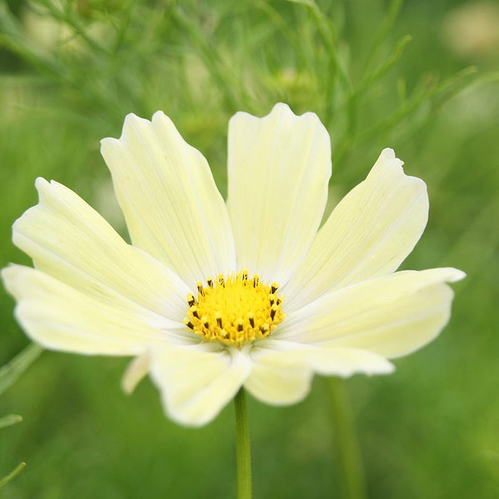 Good Karma Cosmos Seed Collection|	Cosmos Sunset Yellow