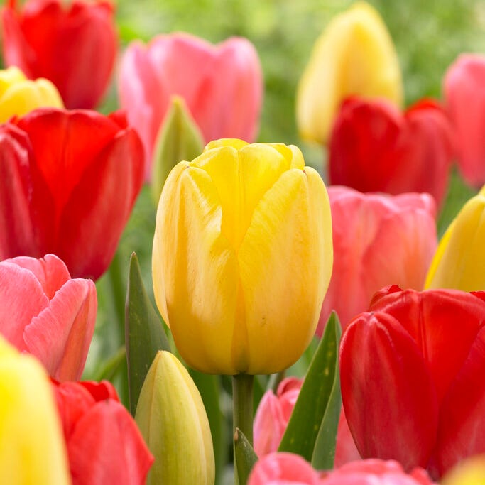 Grand Darwin Tulip Mix|Grand Darwin Tulip Mix